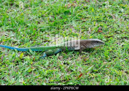 Ameiva géante (Ameiva ameiva), Ameive verte, Ameives verte, Ameives verte, Teju, Tejus, autres animaux, reptiles, animaux, Ameiva géant mâle adulte, en b Banque D'Images