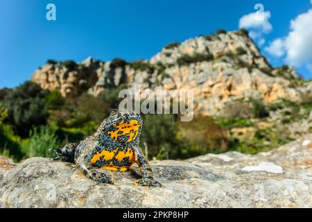 Apennine Toad à ventre jaune (Bombina pachypus) adulte, assis sur la roche dans son habitat, Parc Murgia Materana, Basilicate, Italie, Europe Banque D'Images