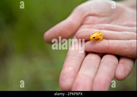 Golden poison dart grenouille (Colosthus beebei) adulte, aux mains du zoologiste, Kaieteur Falls, Kaieteur N. P. Guyana Banque D'Images