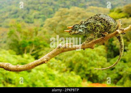 Le caméléon à trois cornes de Johnston (Trioceros johnstoni), homme adulte, suspendu de la branche, région de Kahuzi-Biega N. P. Kivu, République démocratique du Congo Banque D'Images