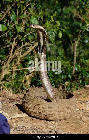 Cobra indienne (Naja naja) . Sri Lanka Banque D'Images