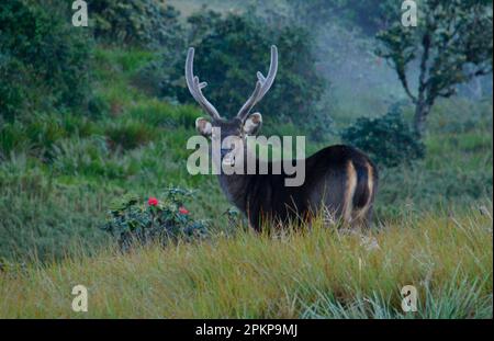 Cerf de Sambar, Horton Plains, Sri Lanka, Asie Banque D'Images