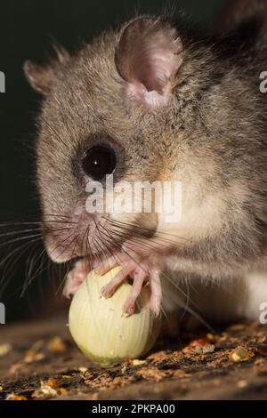 Dorsouris grasse, dorsouris comestible (Glis Glis), adulte, manger des noisettes, Europe Banque D'Images