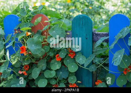 Naturtium sur la clôture de jardin, Tier-und Oekogarten peine, Basse-Saxe (Tropaléolum majus), Allemagne, Europe Banque D'Images