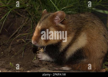 Hamster européen (Cricetus cricetus), homme, adulte, en train de manger du cricket, Europe Banque D'Images