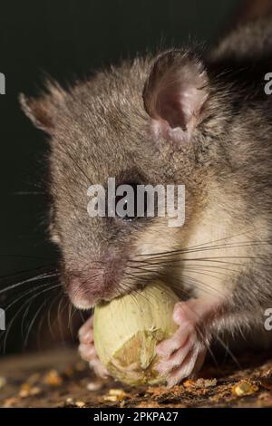 Dorsouris grasse, dorsouris comestible (Glis Glis), adulte, manger des noisettes, Europe Banque D'Images