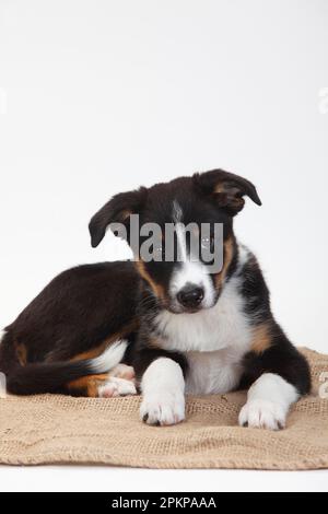 Border Collie, chiot, 10 semaines Banque D'Images