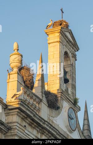 Stork niche sur le toit de l'église dans la vieille ville de Faro, province de l'Algarve au Portugal Banque D'Images