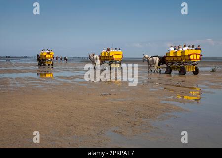Calèches tirées par des chevaux sur les vasières, Parc national de la Mer des Wadden en Basse-Saxe, Cuxhaven, Basse-Saxe, Allemagne, Europe Banque D'Images