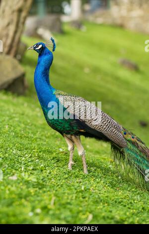 Magnifique portrait en gros plan Peacock Banque D'Images