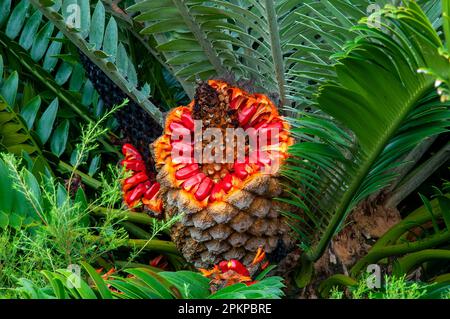 Sydney Australie, graines et cône ouvert d'un Cycad Encephalartos lebomboensis ou Lebombo Banque D'Images