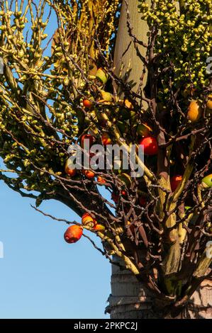 Sydney Australie, fruit d'une wodyetia bifurcata le palmier à queue de bœuf, originaire du parc national du cap melville, dans le nord du queensland Banque D'Images