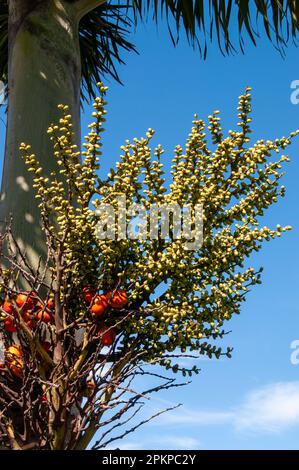 Sydney Australie, fruit d'une wodyetia bifurcata, le palmier à queue de bœuf, originaire du parc national du cap melville, dans le nord du queensland Banque D'Images