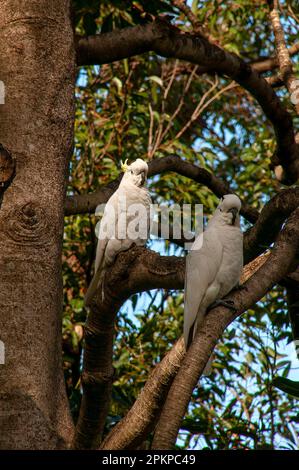 Sydney Australie, cacatoès à crête de soufre perchée sur une branche d'arbre Banque D'Images