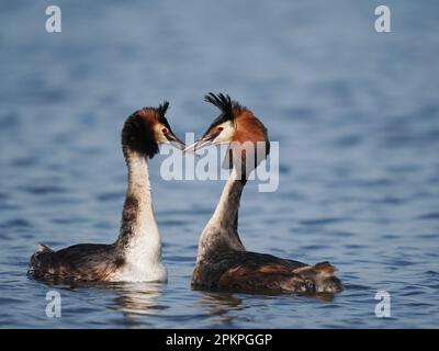 Mars et avril sont des mois occupés pour de grands grebes à crête avec le collage de paire et la nidification. Banque D'Images