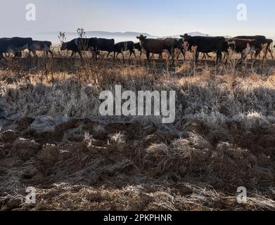 Un troupeau de vaches laitières de la Frise retourne dans leurs pâturages après avoir été milké dans le district de Cedarville. Banque D'Images