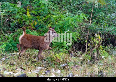 Jeune cerf de sambar (Cervus unicolor) dans la réserve de tigres de Nagarahole, Karnataka, dans le sud de l'Inde. Banque D'Images