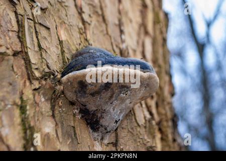 Un tronc d'arbre avec un champignon. Un champignon est assis sur une bûche dans les bois. Photo de haute qualité Banque D'Images