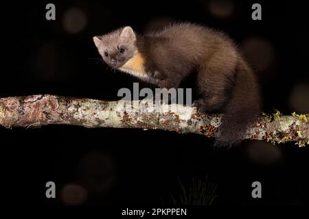 Pine Marten sur une branche tombée la nuit. Banque D'Images