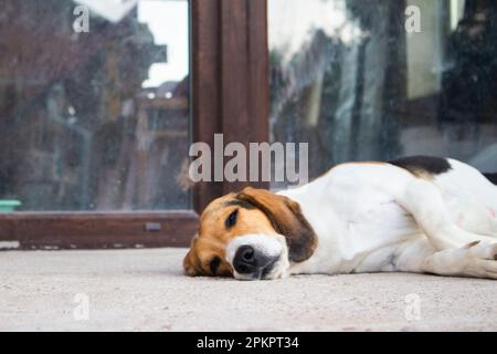 Magnifique beagle chien dormant et allongé sur un sol blanc Banque D'Images