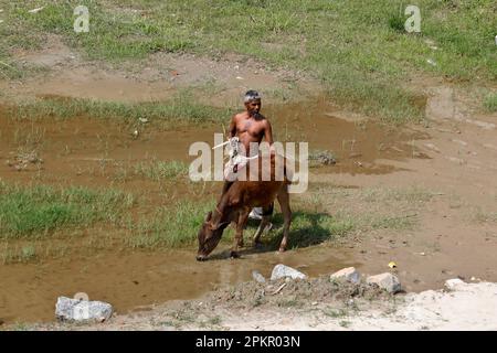 Shariatpur, Bangladesh - 04 avril 2023 : un agriculteur rentre chez lui avec son troupeau de vaches dans les champs verts de Shariatpur au Bangladesh. Banque D'Images