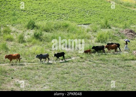 Shariatpur, Bangladesh - 04 avril 2023 : un agriculteur rentre chez lui avec son troupeau de vaches dans les champs verts de Shariatpur au Bangladesh. Banque D'Images