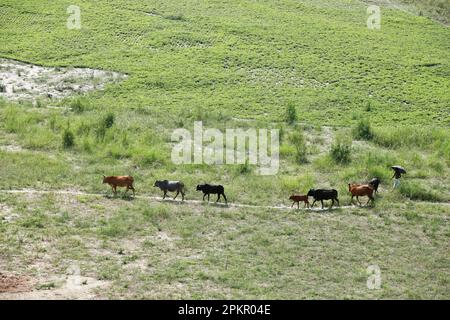 Shariatpur, Bangladesh - 04 avril 2023 : un agriculteur rentre chez lui avec son troupeau de vaches dans les champs verts de Shariatpur au Bangladesh. Banque D'Images