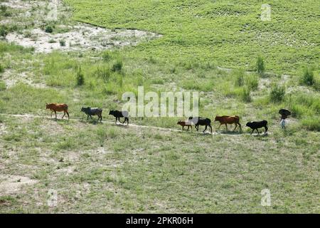 Shariatpur, Bangladesh - 04 avril 2023 : un agriculteur rentre chez lui avec son troupeau de vaches dans les champs verts de Shariatpur au Bangladesh. Banque D'Images