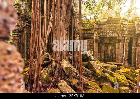 Vue imprenable sur le temple de Ta Prohm avec un grand vieux arbre Banque D'Images