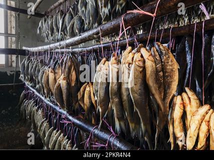 Le poisson-mulet est accroché dans un séchoir le long de la rivière Berg et du village de Velddrif le long de la côte ouest de l'Afrique du Sud. Bokkoms est entier, salé et séché Banque D'Images