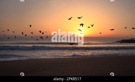 Espinho, Portugal - 9 avril 2023 : les mouettes survolent la marée au coucher du soleil sur l'océan Atlantique près d'Espinho, Portugal Banque D'Images
