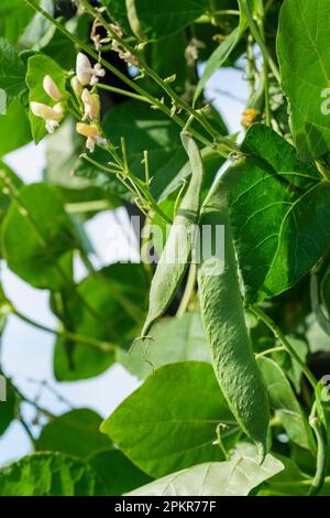 Haricots gigantes, Phaseolus coccineus, haricots verts qui poussent sur la vigne Banque D'Images