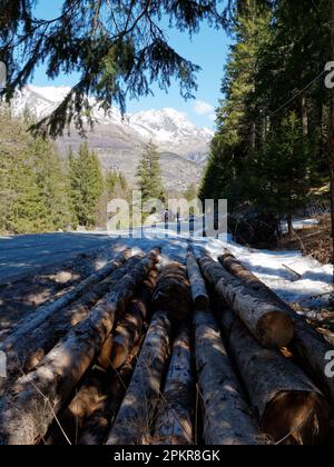 Pile de rondins entre Valnontey et Cogne dans le parc Gran Paradiso avec des montagnes enneigées en avant. Vallée d'Aoste, Italie Banque D'Images