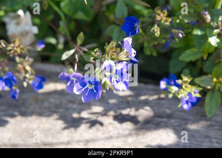 Fleurs de printemps bleues de Veronica peduncularis également connu sous le nom de Veronica umbrosa Georgia Blue dans le jardin britannique avril Banque D'Images