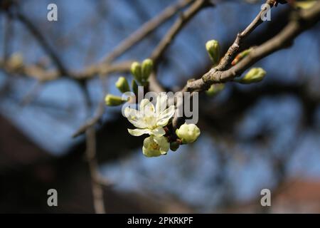 Une fleur de poire et quelques bourgeons sur un fond bleu ciel et des branches floues Banque D'Images