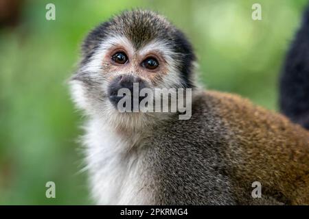 Singe commun d'écureuil (Saimiri) en Colombie Banque D'Images