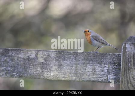 Chant européen Robin (erithacus rubecula) perché au-dessus d'une clôture dans le champ d'avant-plan droit de l'image, contre un bokeh Backgrond au Royaume-Uni au printemps Banque D'Images