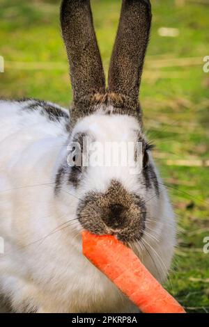 Kökelsum, Olfen, 09th avril 2023. Un lapin blanc en-cas sur sa carotte de Pâques le groupe résident de lapins domestiques profitent du soleil du dimanche de Pâques dans une zone herbeuse en plein air au café de la ferme Kökelsum près d'Olfen, Rhénanie-du-Nord-Westphalie. Les lapins de Pâques ont vu un dimanche de Pâques chaud avec un ciel bleu et du soleil. Credit: Imagetraceur/Alamy Live News Banque D'Images