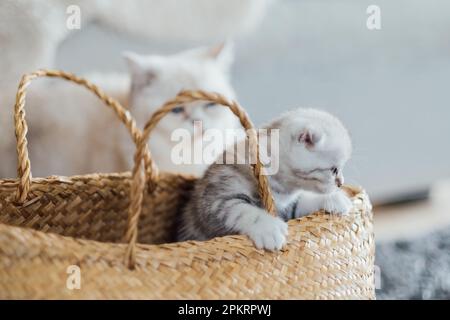 La mère chat regarde son chaton joueur assis dans un panier. Banque D'Images