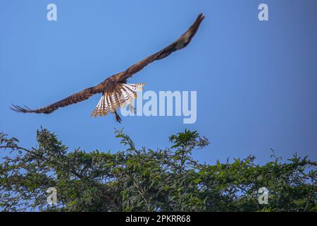 Queue de la jambe longue bourdonnement Banque D'Images