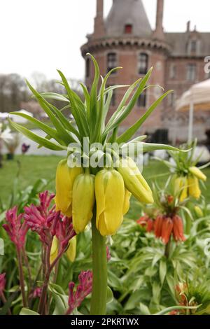 Gros plan vertical sur un frillaire impérial de la couronne de Kaiser en fleur d'orange, Fritilaria impérialis, lors d'un spectacle de plantes Banque D'Images