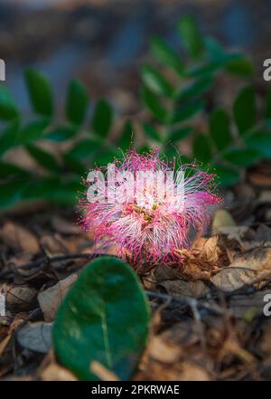 Les fleurs sont des structures reproductrices de plantes qui sont responsables de la production de semences. Banque D'Images