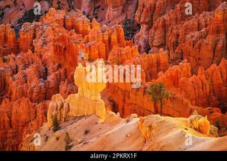 Les hoodoos de Bryce Canyon brillent dans la lumière du matin à Bryce point Banque D'Images