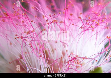 Les fleurs sont des structures reproductrices de plantes qui sont responsables de la production de semences. Banque D'Images