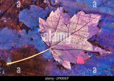 Feuille d'automne le long de la rive du lac Jean dans le parc national Ricketts Glen, en Pennsylvanie Banque D'Images