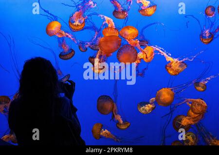 Femme photographiant l'exposition colorée de méduses à l'aquarium de la baie de Monterey, en Californie Banque D'Images