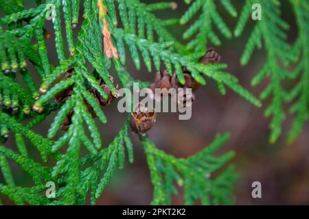 Un gros plan d'un arbre avec quelques petites feuilles et quelques petites graines. Photo de haute qualité Banque D'Images