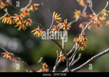 Witch Vernal Hazel (Hamamelis vernalis) en fleur. Mise au point sélective. Arrière-plan. Banque D'Images