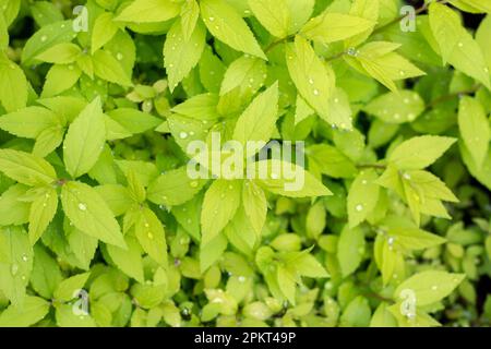 Spiraea japonica sur le lit de fleurs dans le parc de la ville. Vue d'été. L'eau tombe sur les feuilles après la pluie. Banque D'Images