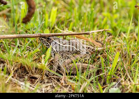 Grenouille léopard du sud dans l'herbe. Concept de conservation de la faune, de perte d'habitude et de préservation de la nature. Banque D'Images